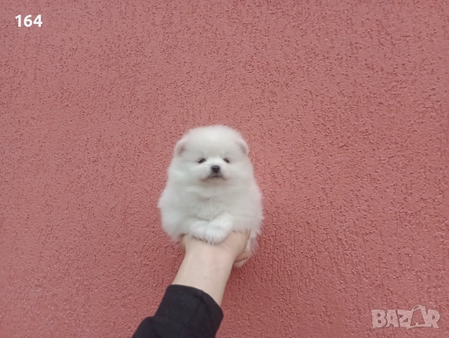 Мъжки и женски бели Померани. Реални снимки от 05.01.26 г. , снимка 8 - Померан - 52926789