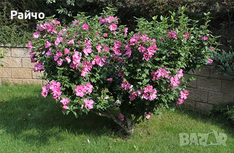 Градински хибискус 