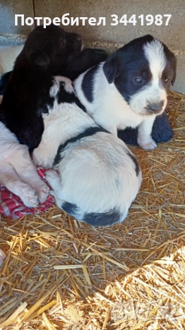 Каракачанки кучета , снимка 12 - Каракачанска овчарка - 52521908