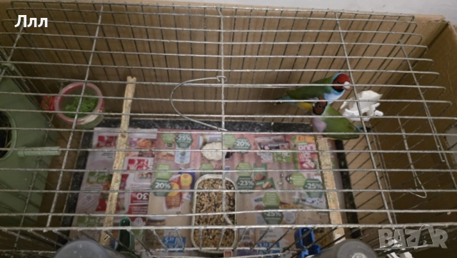 Гулдови Амадини, снимка 4 - Амадини - 52930529