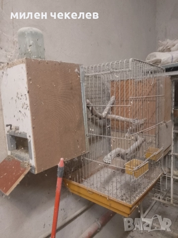 клетка за средни папагали за развъждане, снимка 4 - Папагали - 51550269