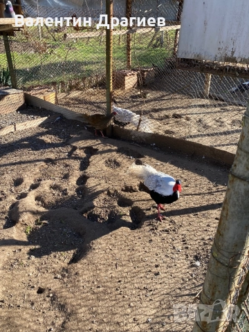 Сребърни фазани