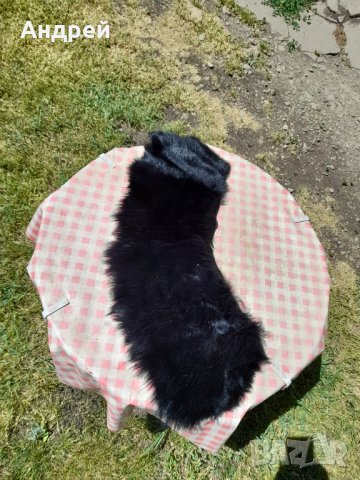 Стара кожена яка, снимка 2 - Други ценни предмети - 36891214