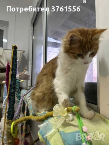 Подарявям Ангорско коте, снимка 6 - Ангорски - 52929199