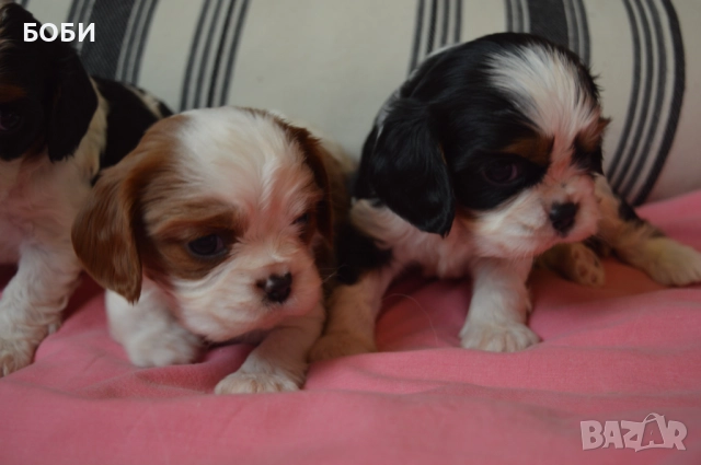 Кавалер Кинг Чарлз Шпаньол, снимка 7 - Кавалер кинг чарлз шпаньол - 52735606