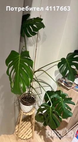 Монстера Делициоза, снимка 2 - Стайни растения - 52372919