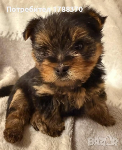 Бебе чистокръвно мини йорки