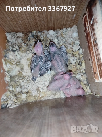 Чифт Корели и 2 женски , снимка 4 - Папагали - 52868198