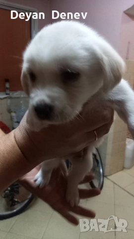 лабрадор реитривър , снимка 4 - Лабрадор ретривър - 52878460