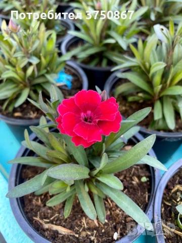 🧡💜🧡 Карамфил/Dianthus 🧡💜🧡, снимка 7 - Градински цветя и растения - 52139554