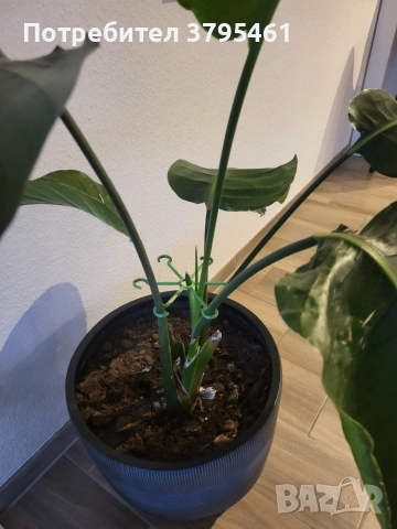 За цветари, снимка 7 - Разсади - 53427398