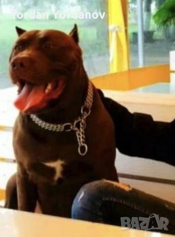 Pitbull red nose за разплод , снимка 5 - Питбул - 36438916