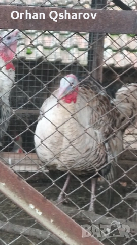 Продавам мъжки пуяци 15лв кг живо тегло 