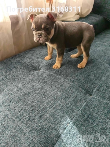 Две прекрасни момиченца, снимка 4 - Френски булдог - 52550591