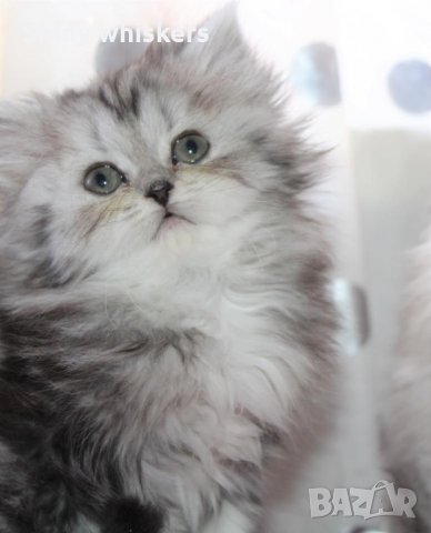 Сребърна чинчила  /  Persian cat, снимка 18 - Персийска - 18951274