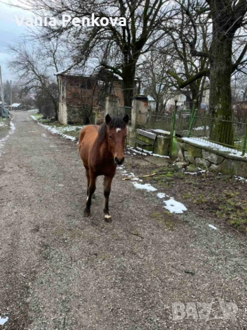 Продавам конче, снимка 2 - Коне - 53419955