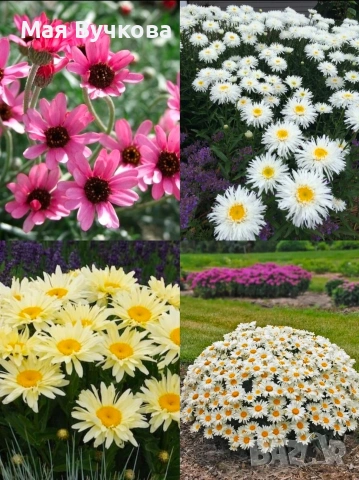 Комплект 4бр маргарита