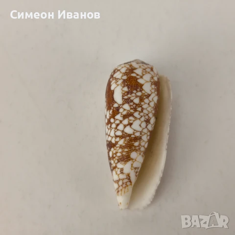 Интересна раковина рапан Conus Omaria 60 мм #5944, снимка 1