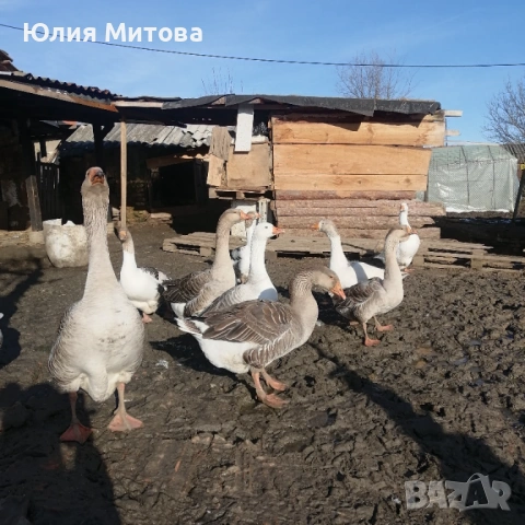 Яйца от селски гьски. , снимка 2 - Патици и гъски - 53530804