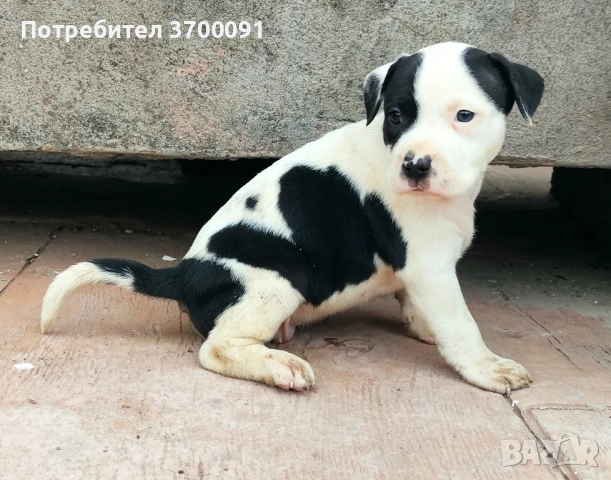 Питбул /питбулчета, снимка 1