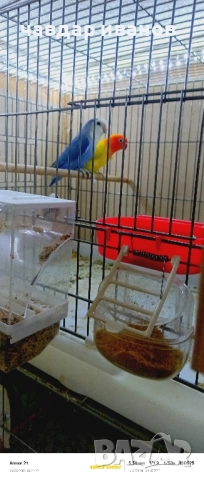 вълнисти папагали, какарики , снимка 3 - Папагали - 52411146