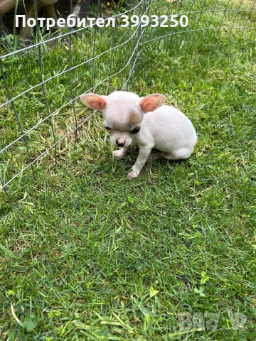 Мини чихо пинчери, снимка 6 - Пинчер - 51482455