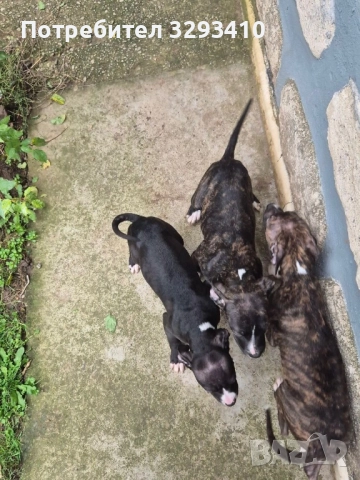 Бебета питбул-териер, снимка 7 - Питбул - 51898864