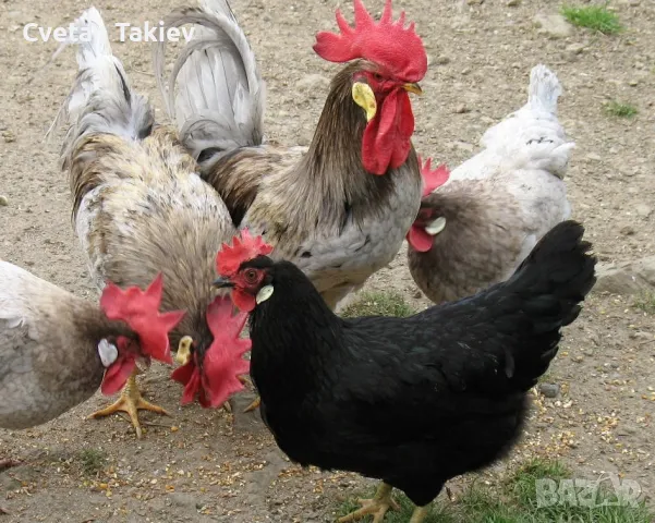 Легхорн различни цветове , снимка 2 - Кокошки и пуйки - 48890532