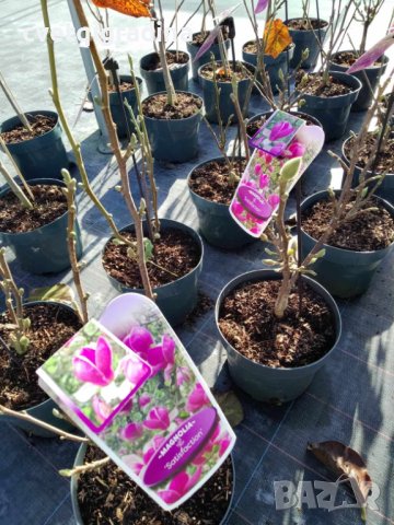 Magnolia Satisfaction (Магнолия Удовлетворение), снимка 2 - Градински цветя и растения - 43396617