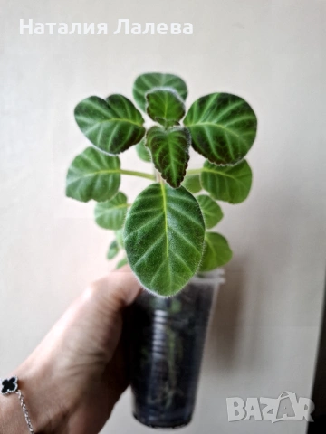 Глоксиния, gloxinia Lindeniana