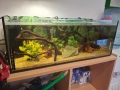 Корен за Аквариум , снимка 2