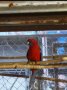 папагали малък Александър розела, снимка 6