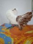 Продавам гълъби, Фенерлии , на капак , с цветни опашки , чисто бели , с гащи , снимка 8