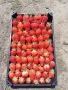 Продавам разсад ягоди сорт Алба., снимка 2