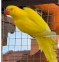 папагали на добри цени , снимка 18