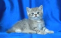 Британски късокосмести котата, снимка 8