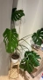 Монстера Делициоза, снимка 2