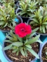 🧡💜🧡 Карамфил/Dianthus 🧡💜🧡, снимка 7