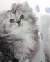 Сребърна чинчила  /  Persian cat, снимка 18