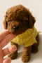 Poodle toy/Пудел Той, снимка 3