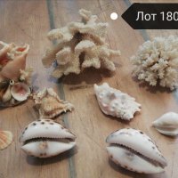 Морски съкровища минерали рапани корали морски звезди , снимка 5 - Колекции - 33368008