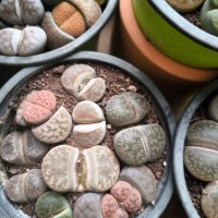 Lithops/живи камъчета/, снимка 7 - Стайни растения - 39521079