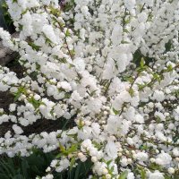 Японска Вишна-(Prunus Alba Plena), снимка 1 - Градински цветя и растения - 40121338