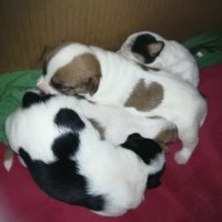 ПРОДАВАМ jack russell terrier 2305210838, снимка 5 - Джак ръсел териер - 32265047