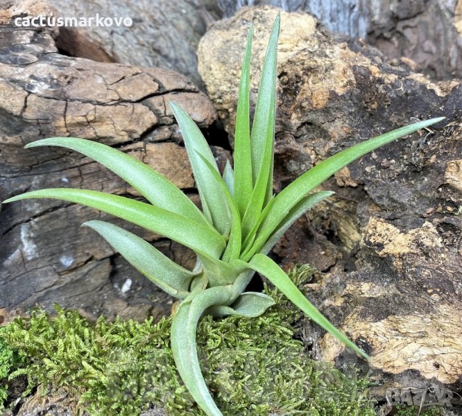 Tillandsia capitata medium, снимка 1