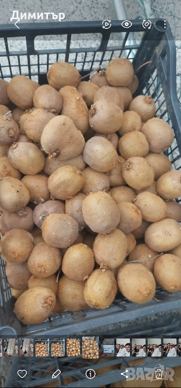 Българско киви , снимка 1