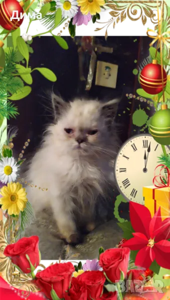 Ваксинирани персийски дългокосместа принцеси породисти чистокръвни с ЕС паспорти,микрочипирани!, снимка 1