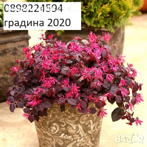Лоропеталум/ Loropetalum - червен, снимка 1
