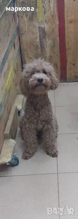 мини пудел, снимка 1