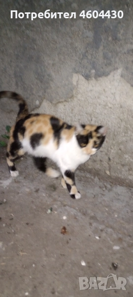 котенца на пет месеца за осиновяване , снимка 1